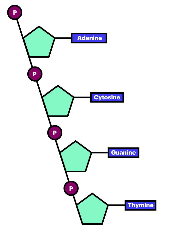 Illustration of polynucleotide molecular structure.